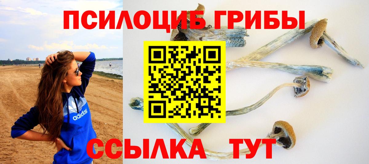 Галлюциногенные грибы Psilocybine cubensis Ачхой-Мартан